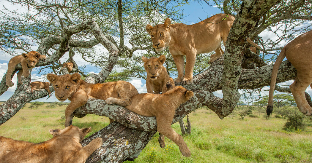 Lake Manyara Tree-Lion Trail