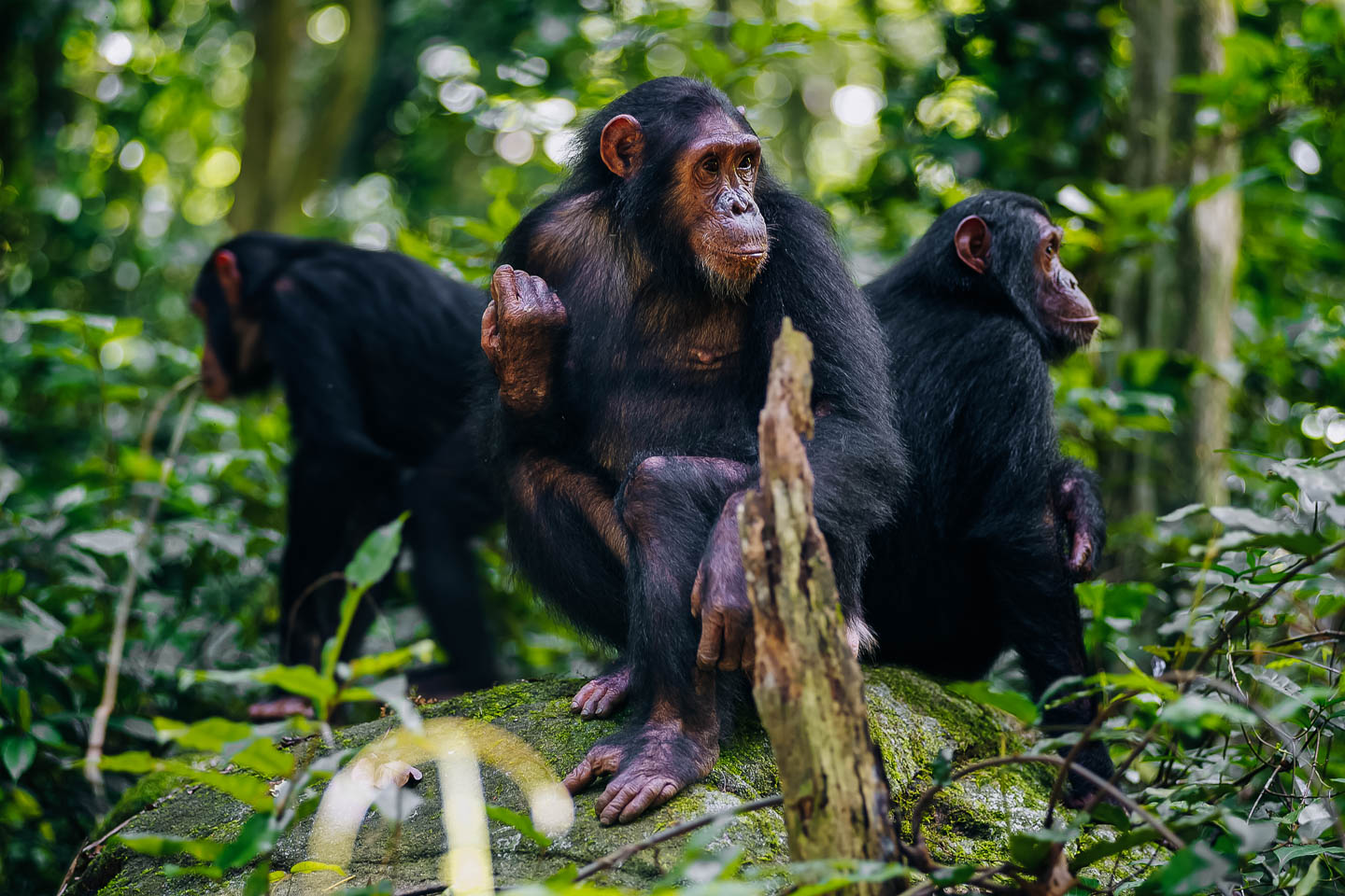 Rubondo Island Chimp Trail