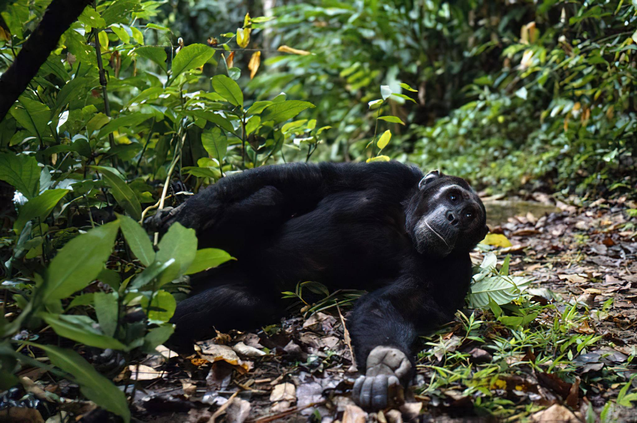 Gombe Chimpanzee Trail
