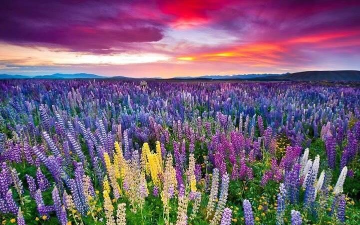 Kitulo Flower Plateau