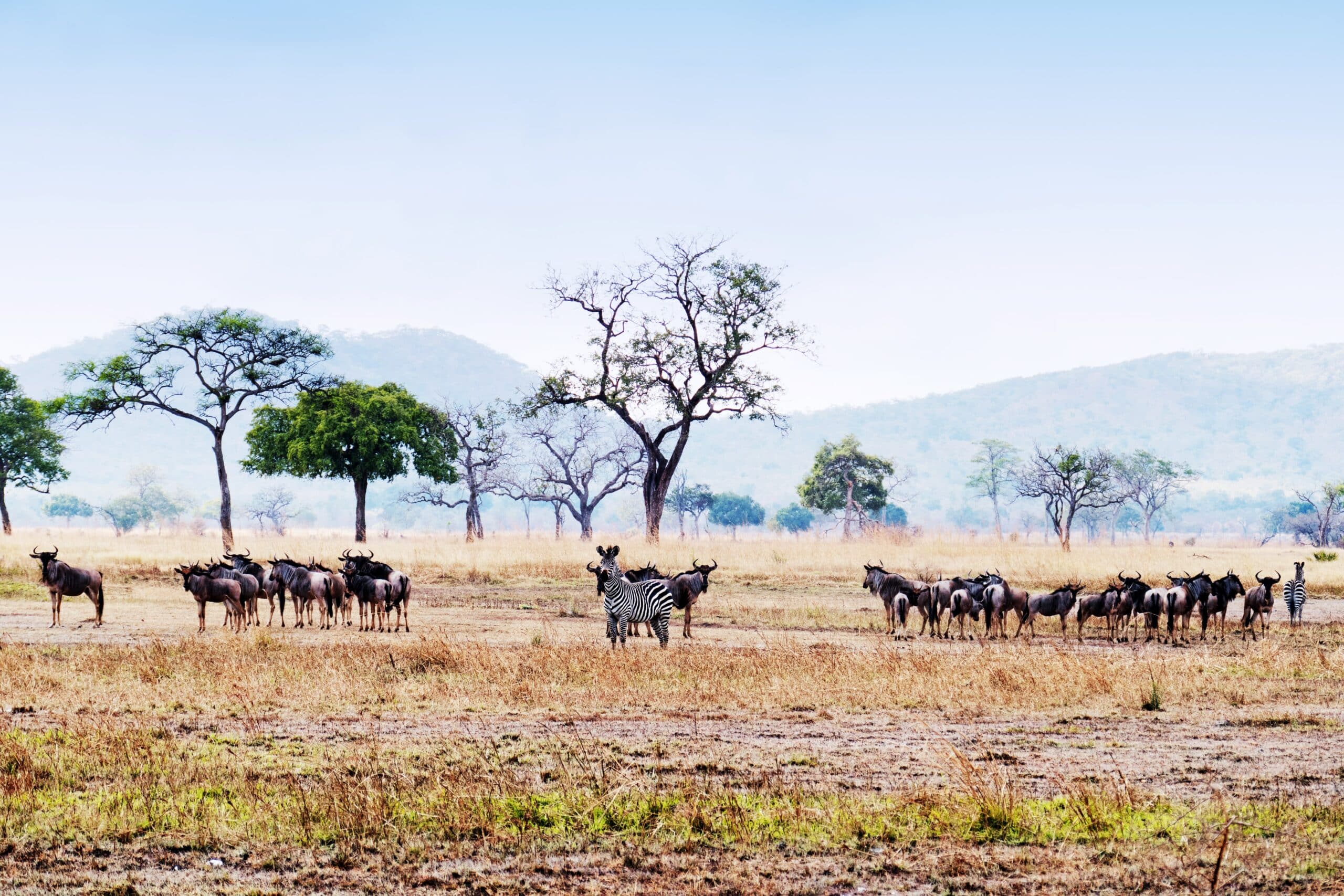 Mikumi Mkata Floodplain