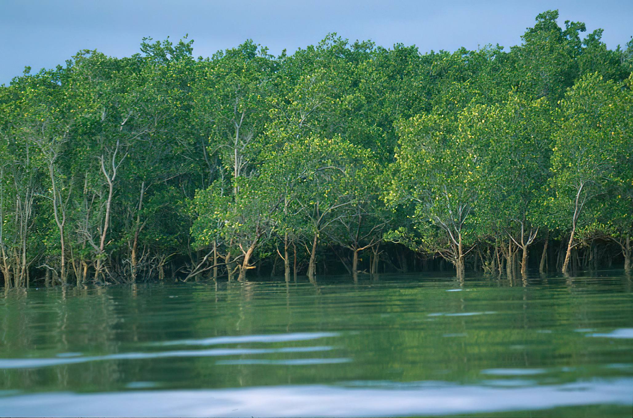 Saadani Beach & Mangrove Route