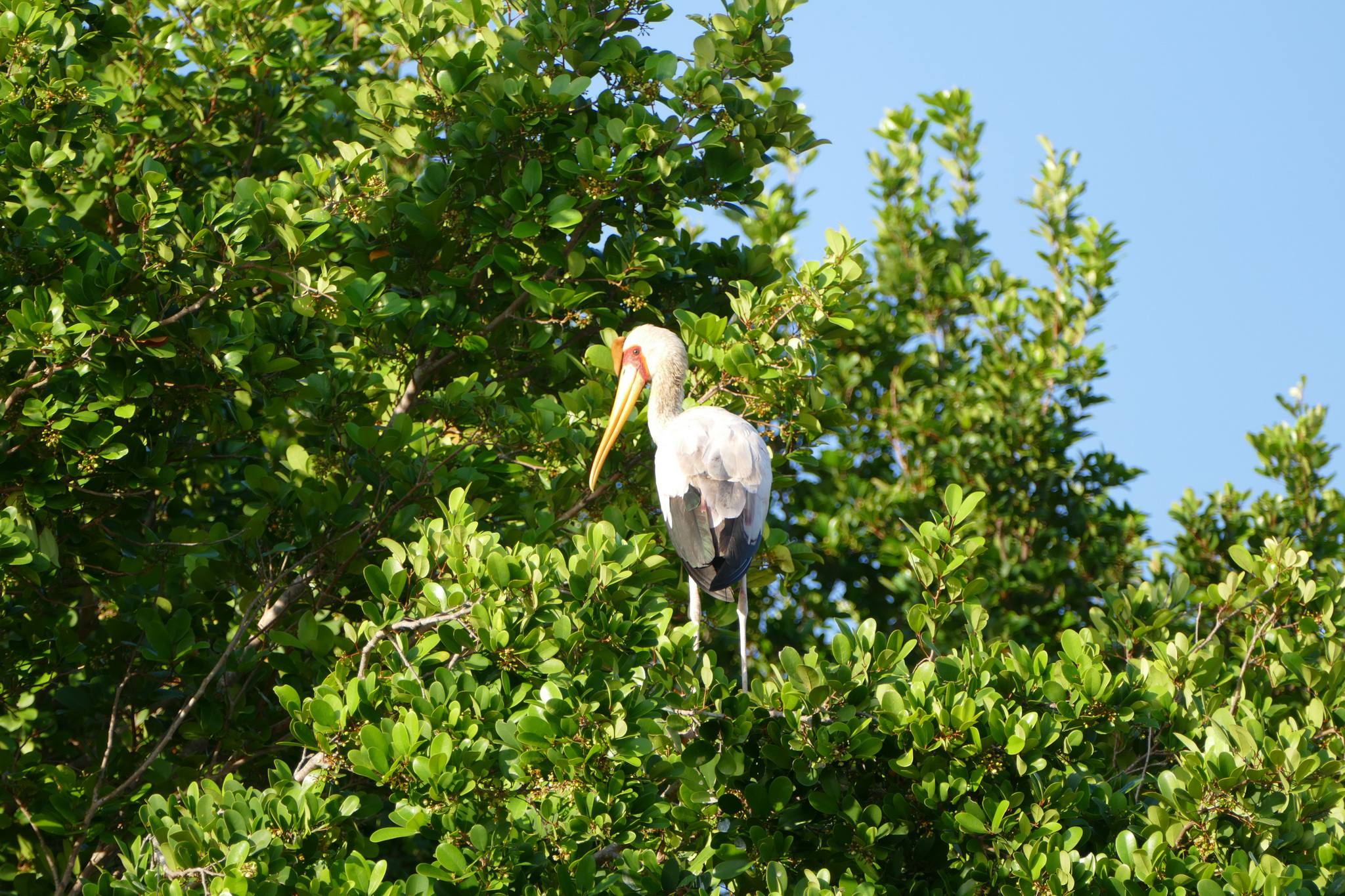 Saanane Island Bird Trail