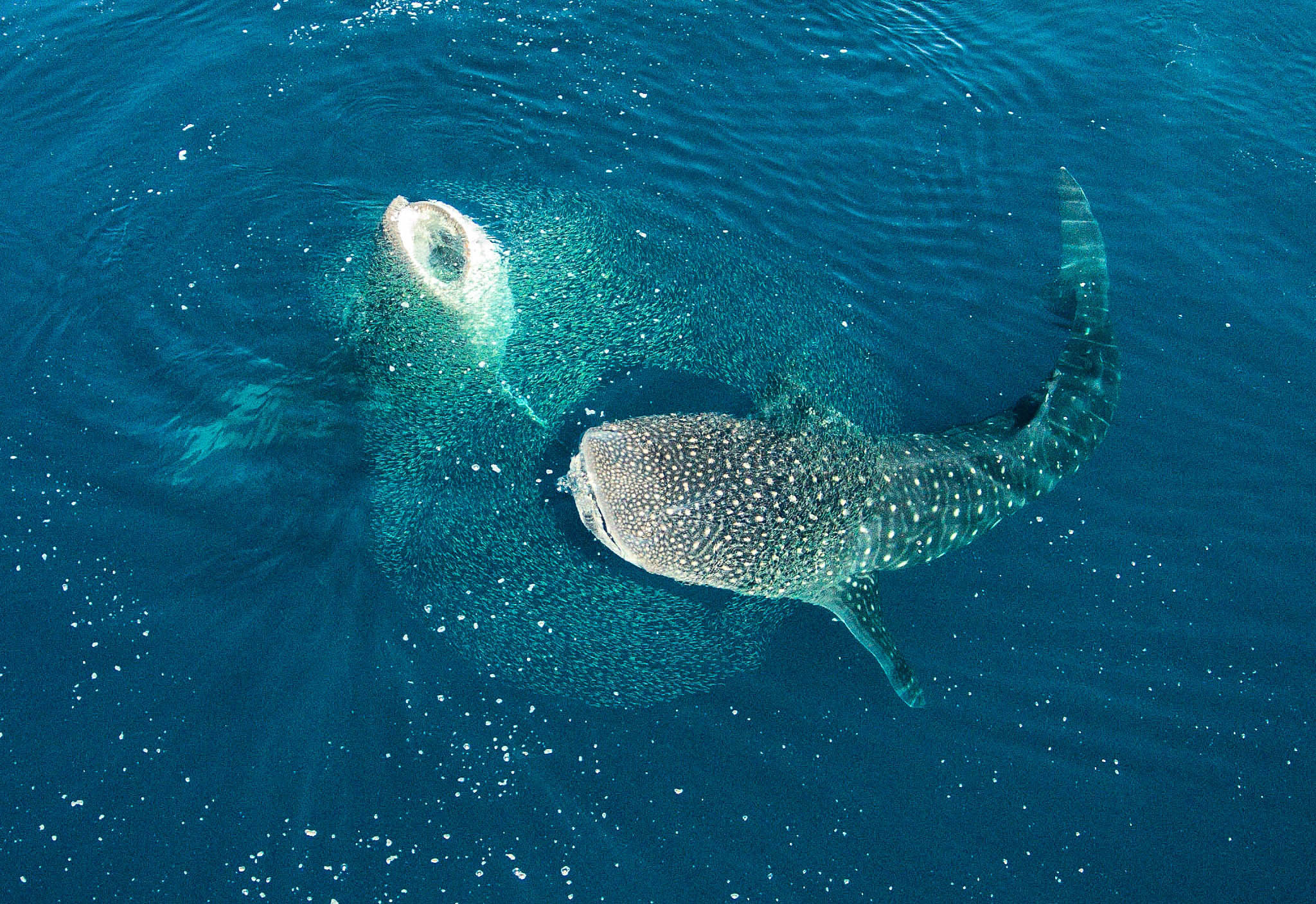 Mafia Coral & Whale-Shark Zone