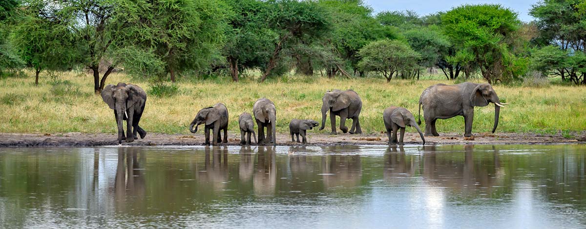 Tarangire Elephant Plains