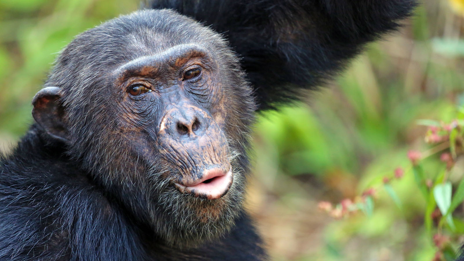 Mahale Chimp Trek