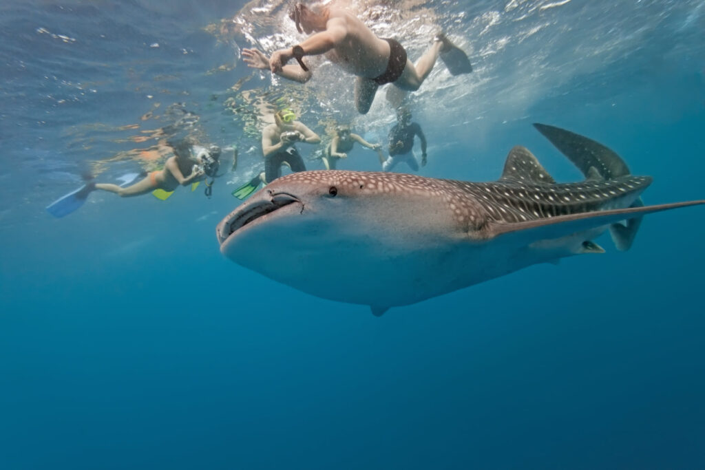 Mafia Island Marine Park