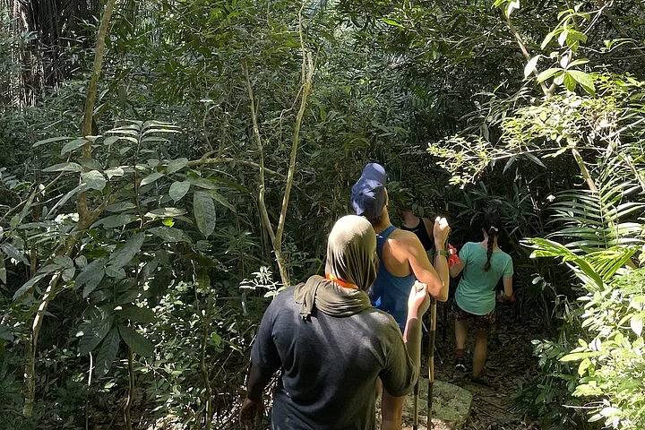 Masingini Forest Reserve