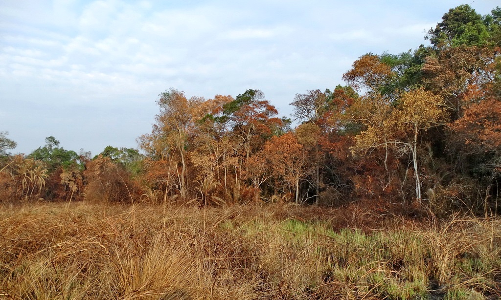 Minziro Nature Forest Reserve