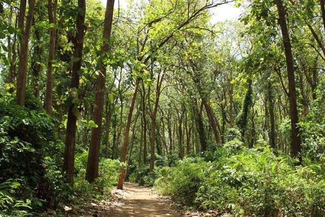 Mkingu Nature Forest Reserve