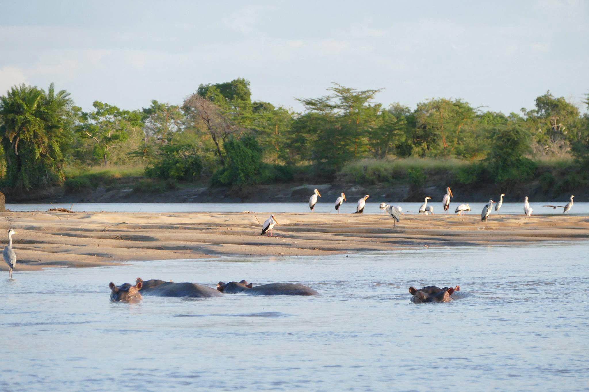 Saadani National Park