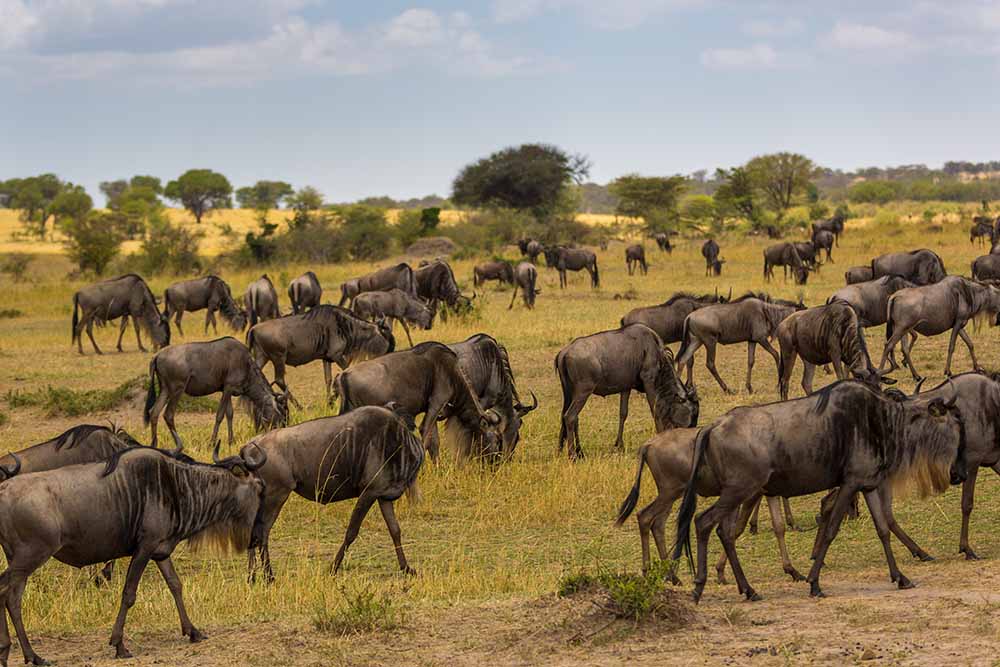 Ikorongo Game Reserve