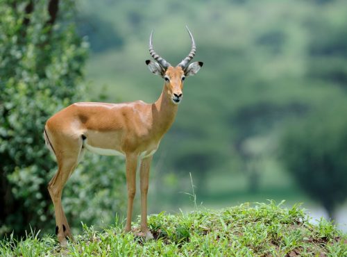 Ibanda-Kyerwa National Park