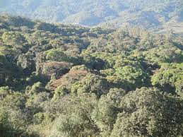 Mamiwa Kisara North Forest Reserve