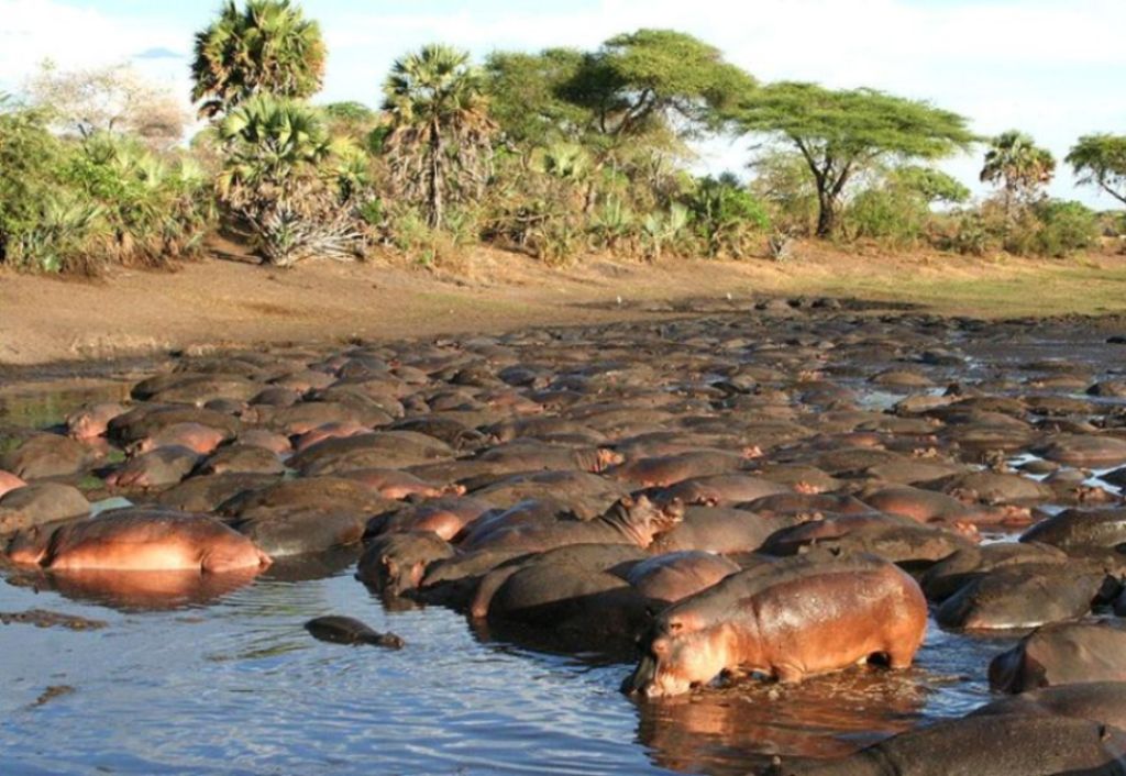 Katavi National Park