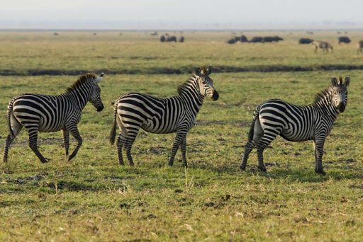 Liparamba Game Reserve