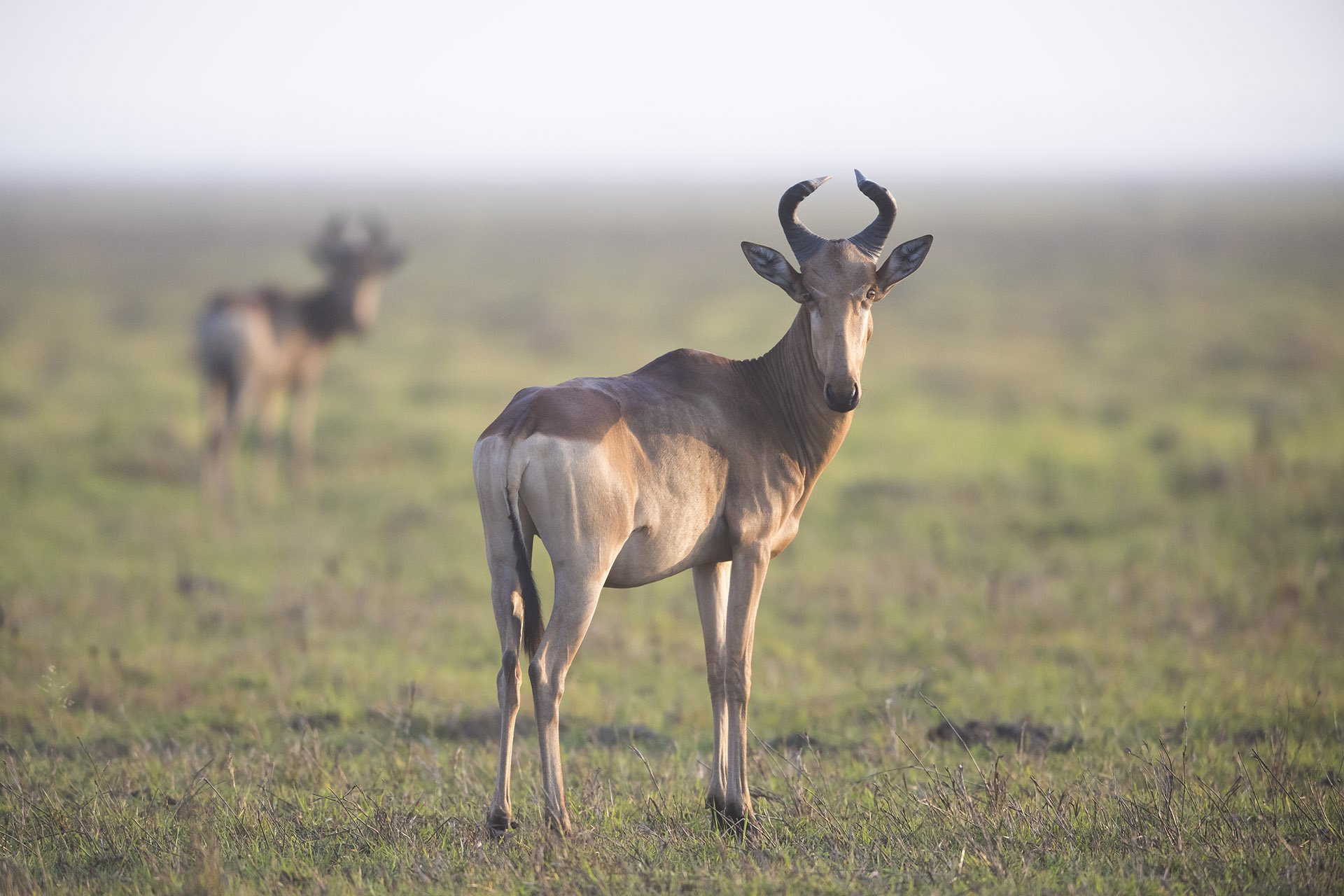 Msanjesi Game Reserve