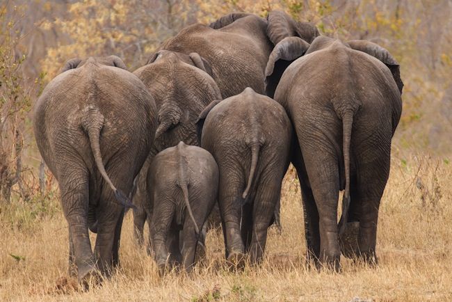 Lwafi Game Reserve