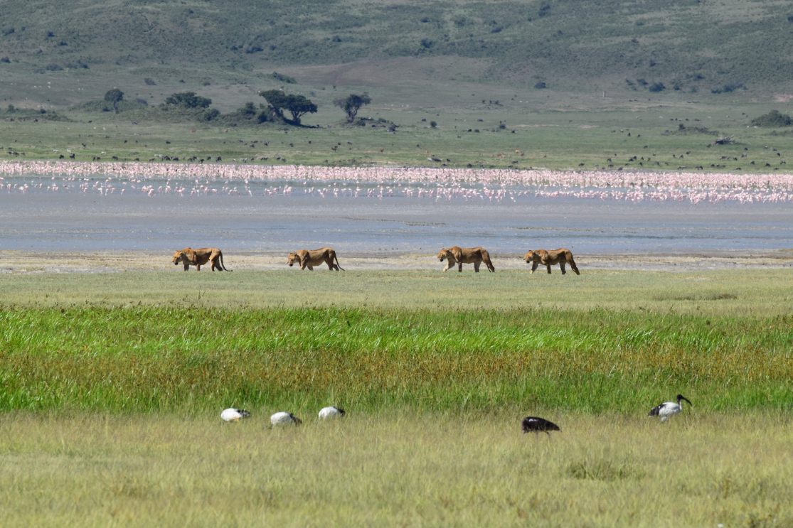 Maswa Game Reserve
