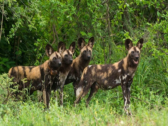 Moyowosi Game Reserve