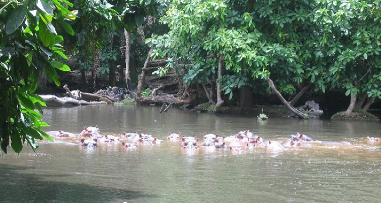 Pindiro Forest Reserve