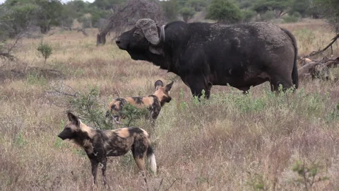 Piti Game Reserve