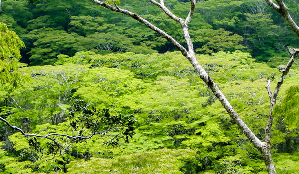 Rondo Nature Forest Reserve