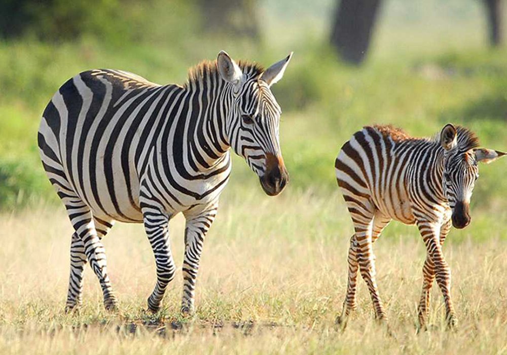 Uwanda Game Reserve