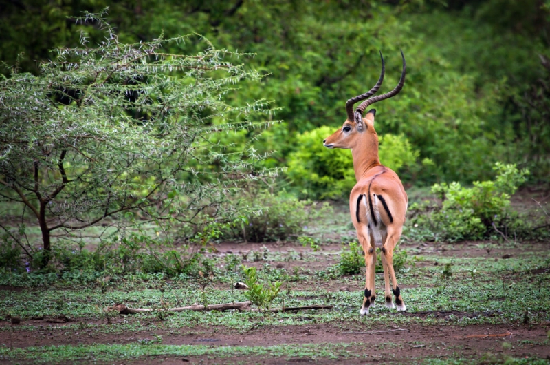 Manyara & Ngorongoro Family Escape — 3 Days
