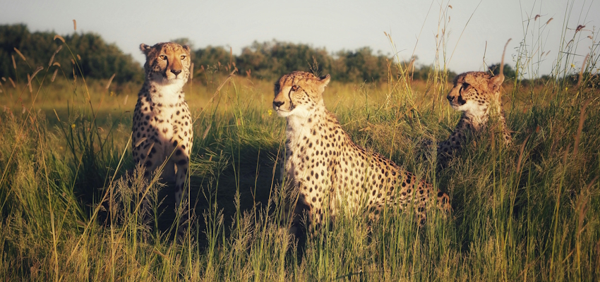 Serengeti & Manyara Safari — 6 Days