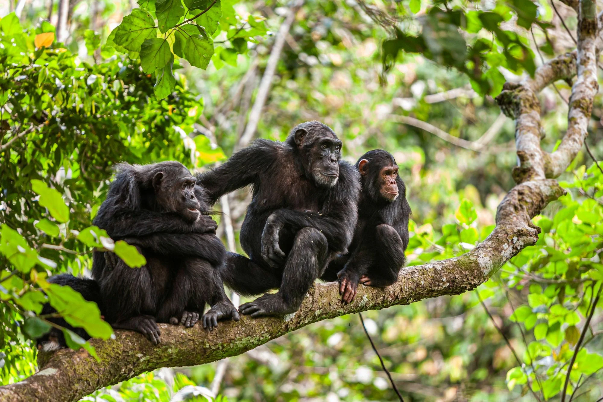 Gombe & Mahale Chimp Trek — 6 Days