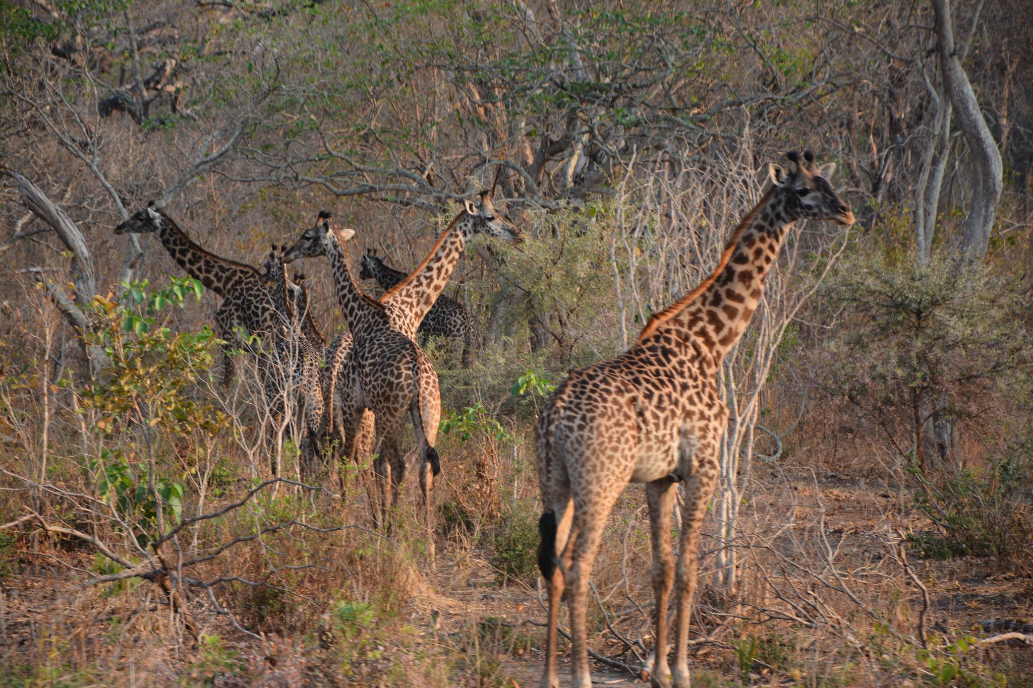 Katavi Wilderness Safari — 5 Days