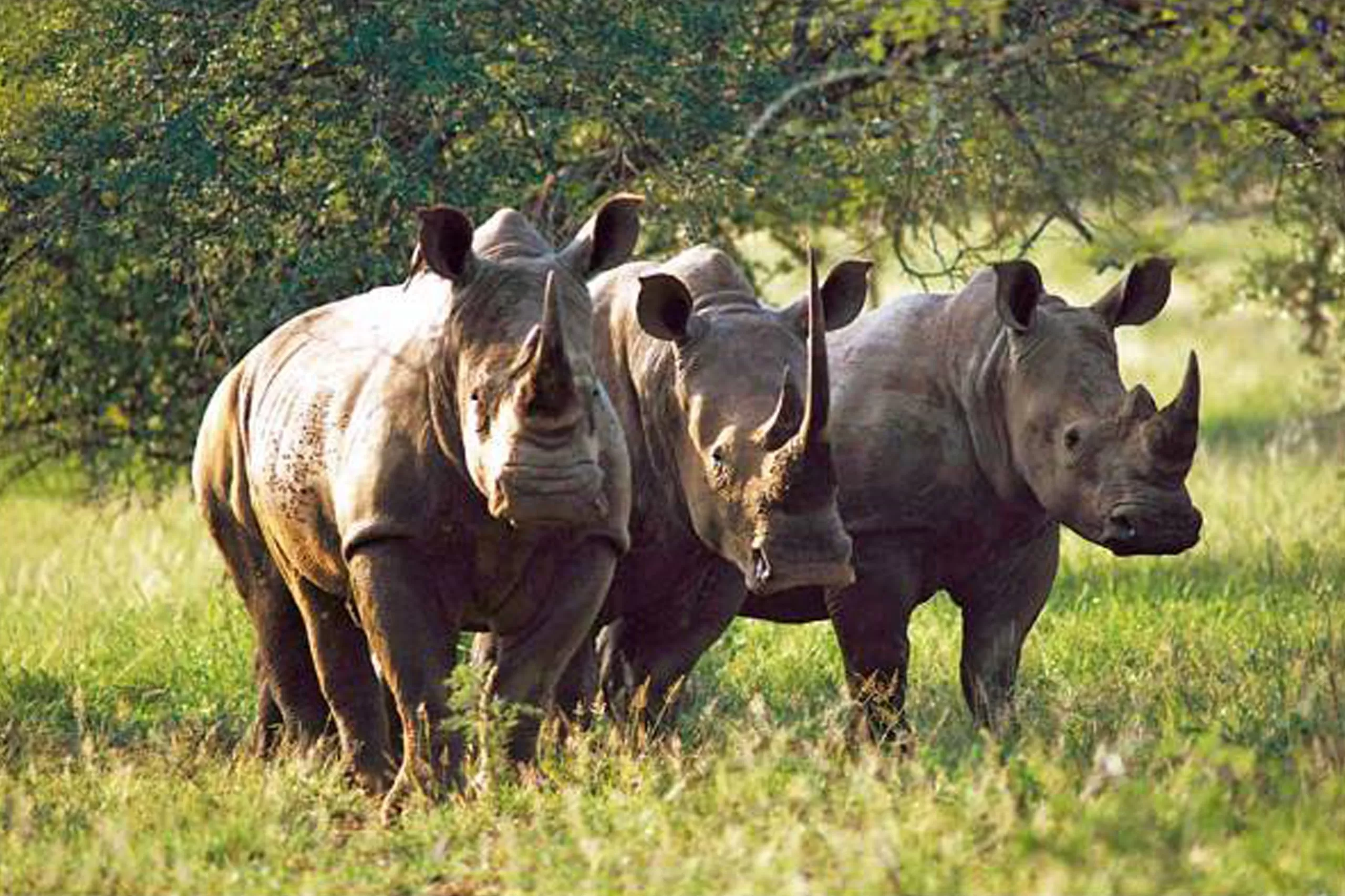 Mkomazi Rhino Sanctuary & Usambara Foothills — 3 Days