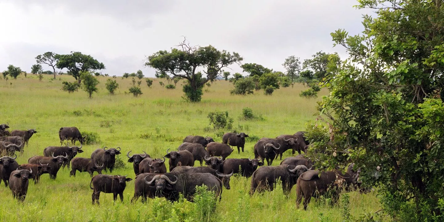 Ruaha & Mikumi Safari — 5 Days