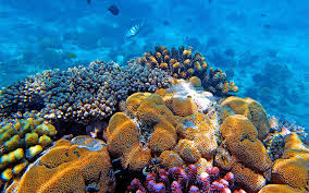 Pemba North Reefs Explorer — 4 Days