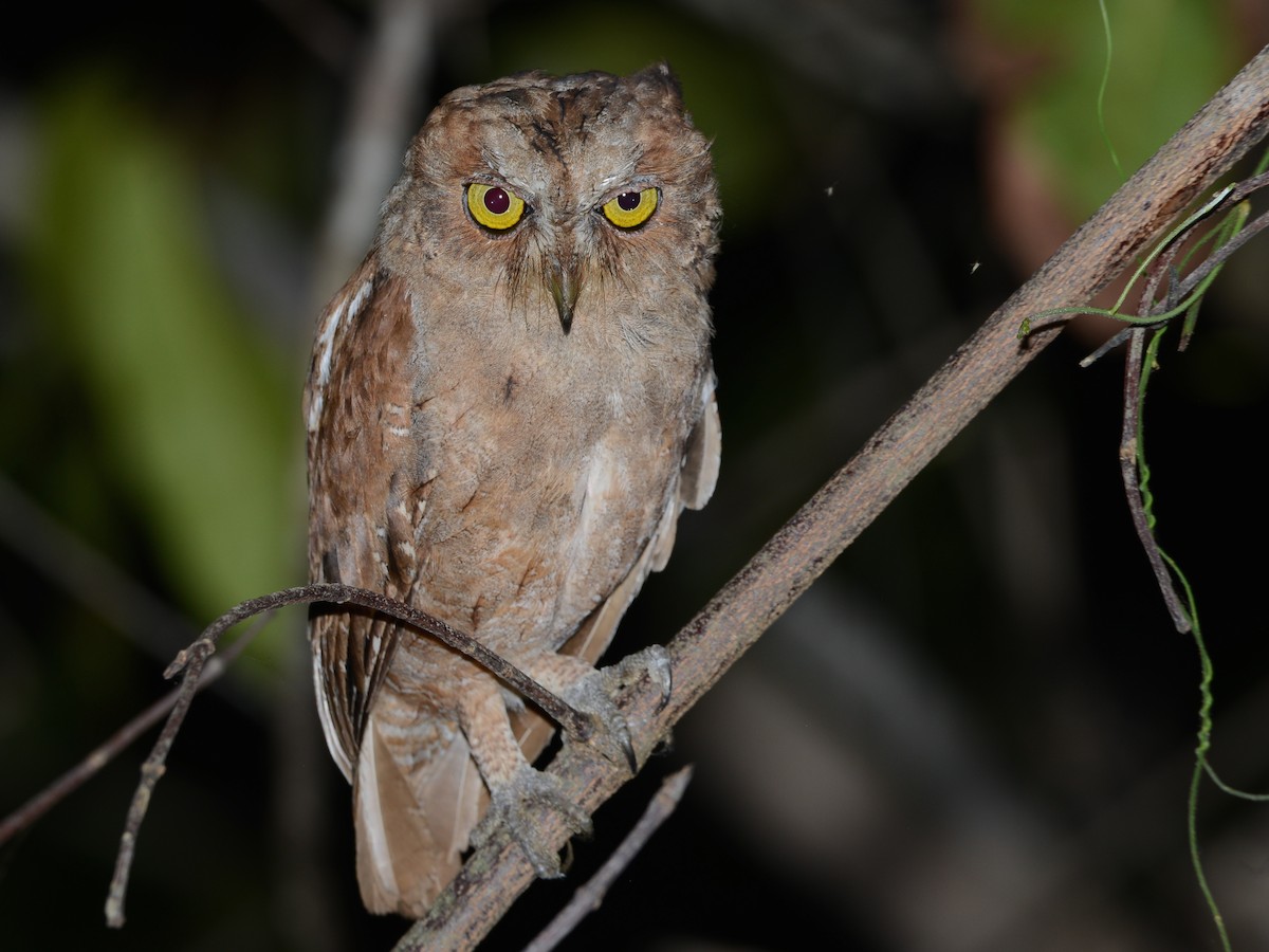 Pemba Scops Owl