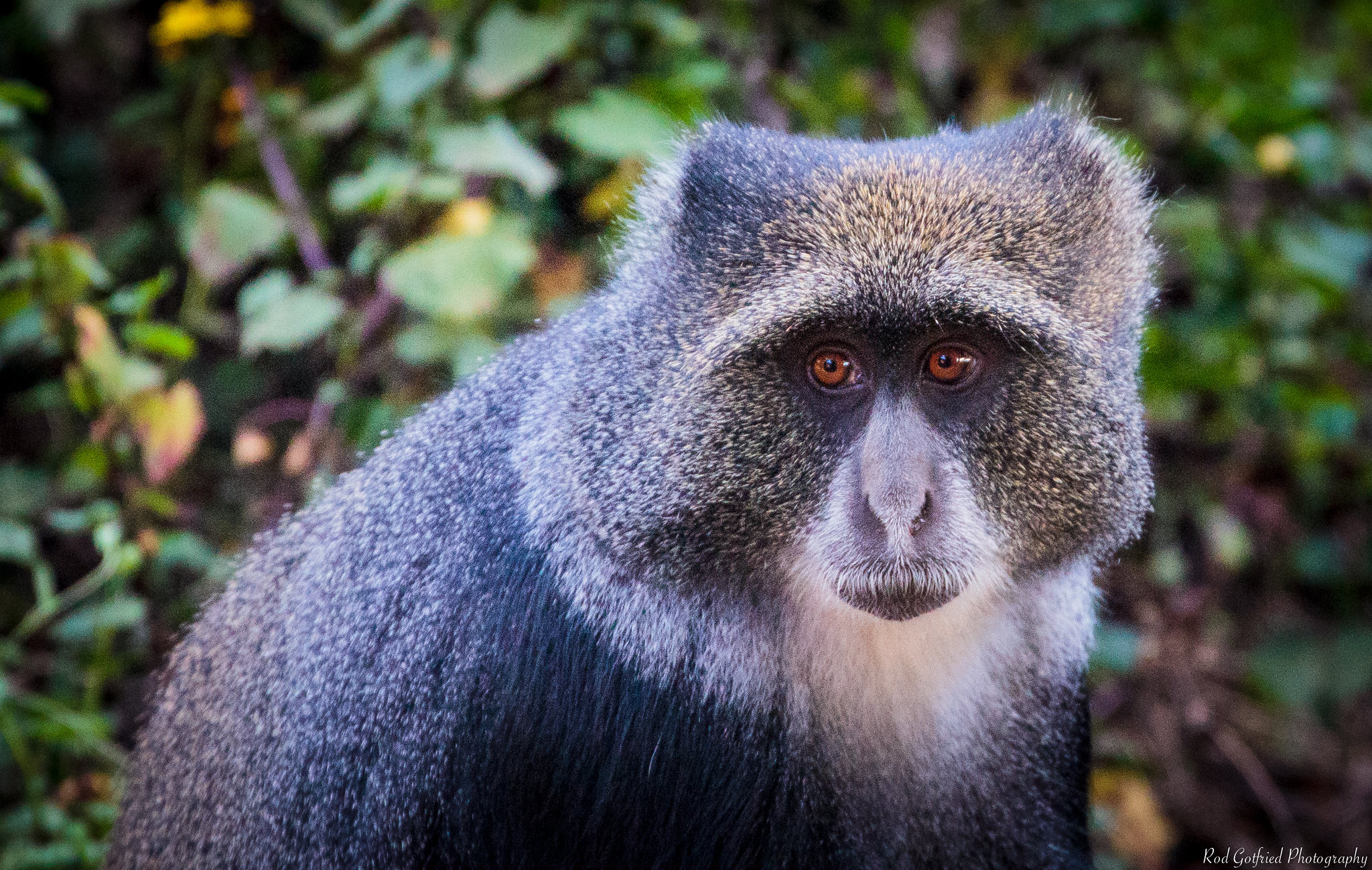Blue Monkey