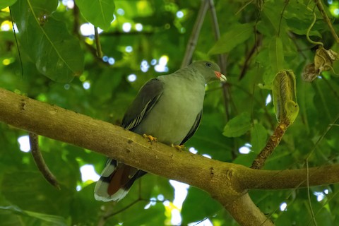 Pemba Green Pigeon