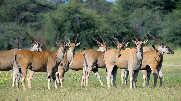 Eland