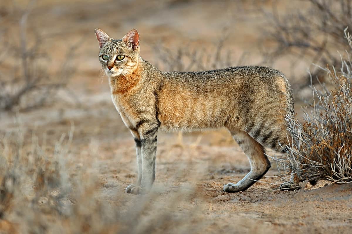 African Wild Cat