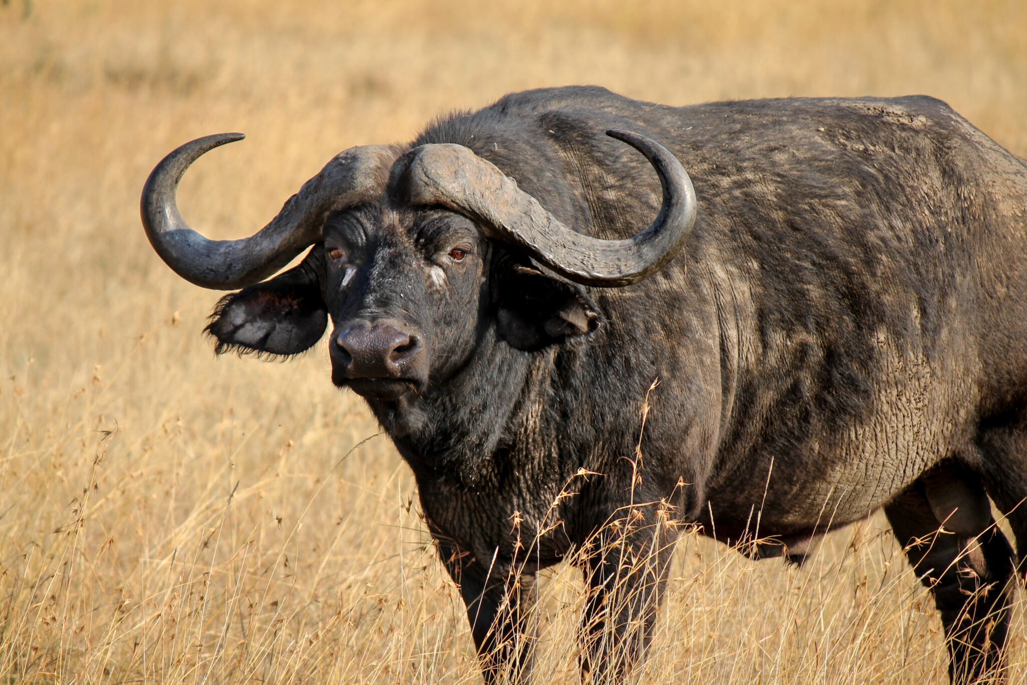 African Buffalo