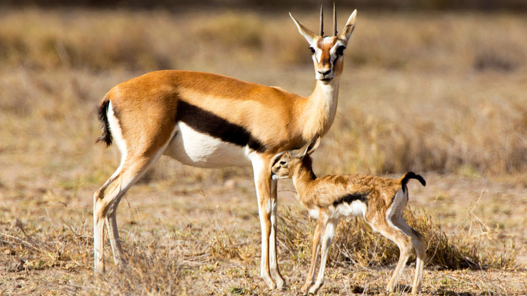 Thomson’s Gazelle