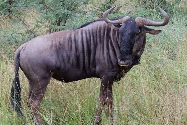 Wildebeest (Blue Wildebeest)