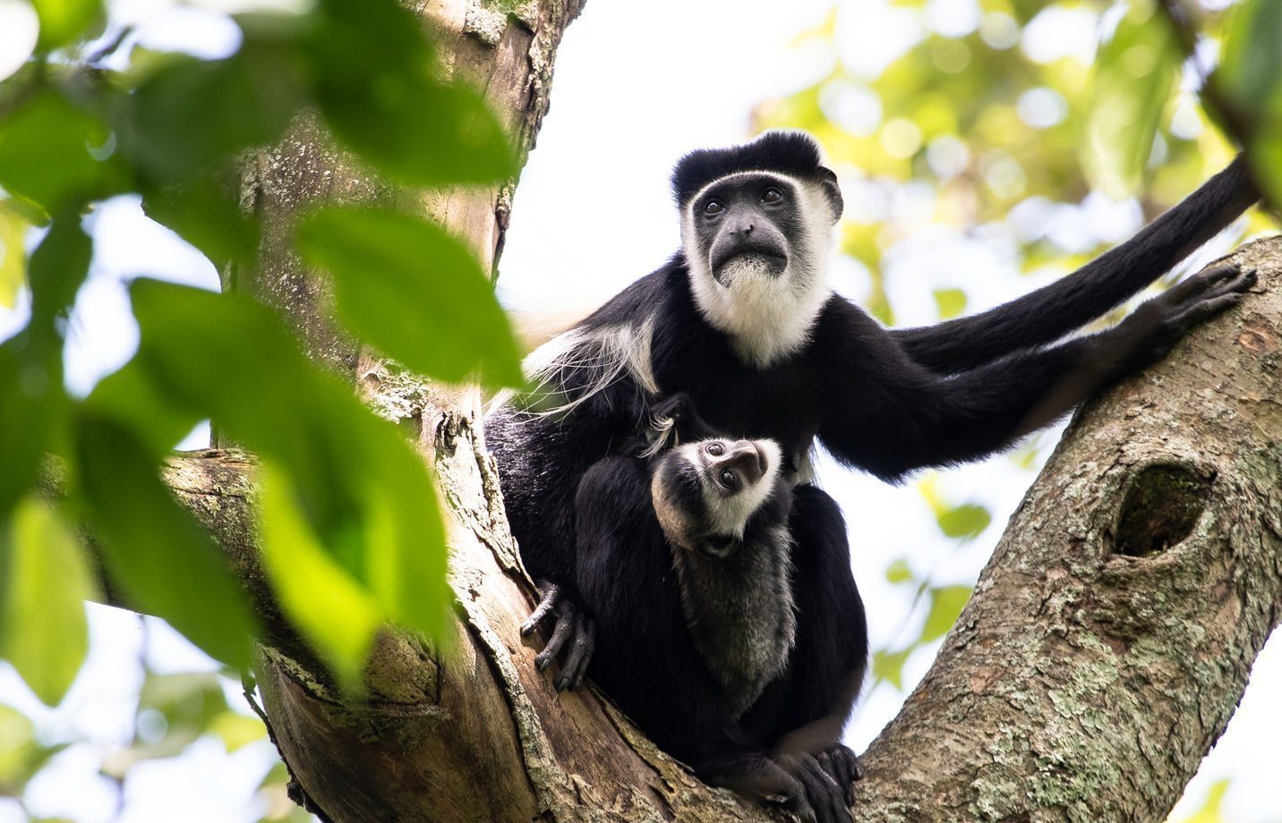 Black-and-white Colobus