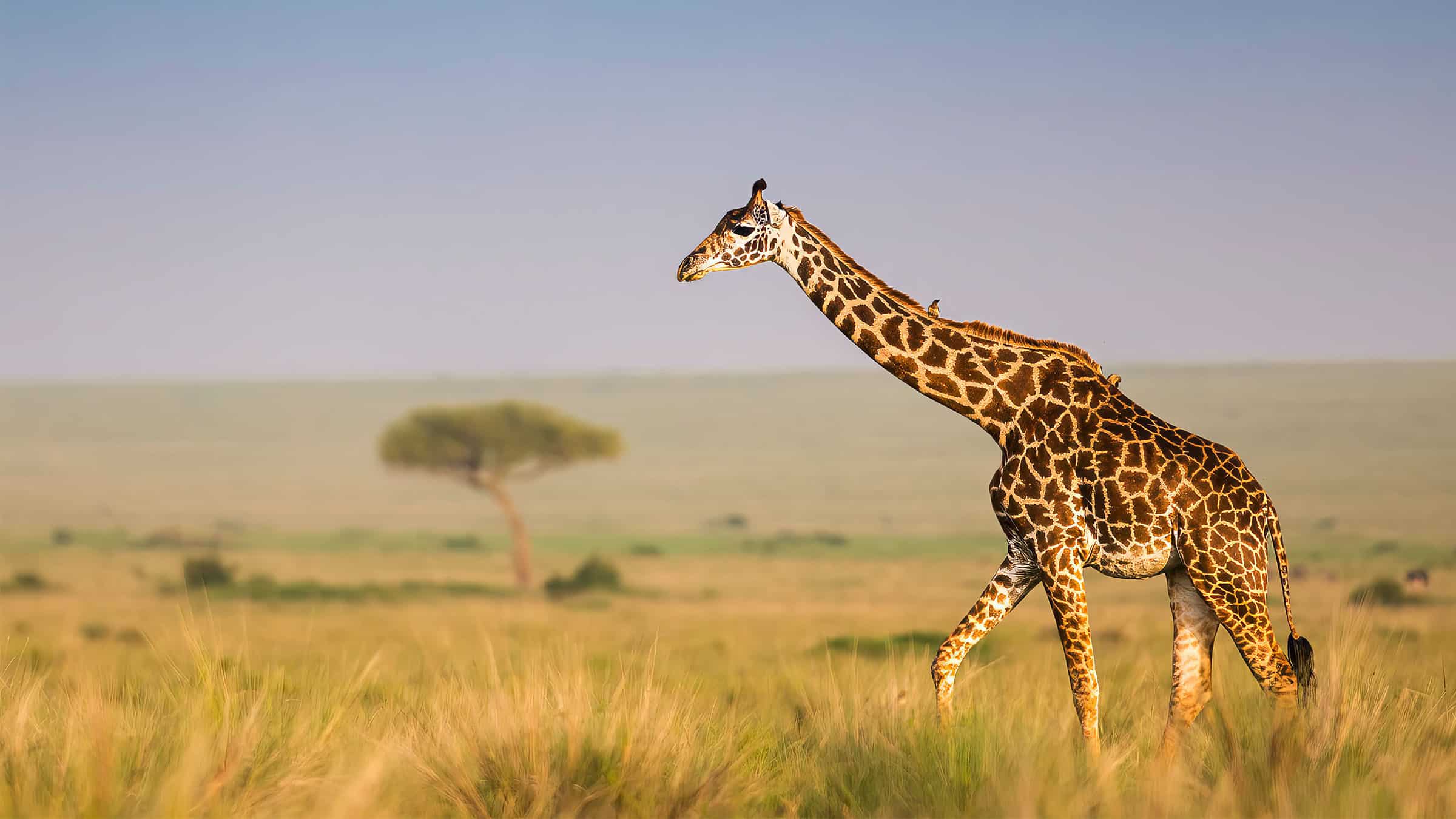 Masai Giraffe