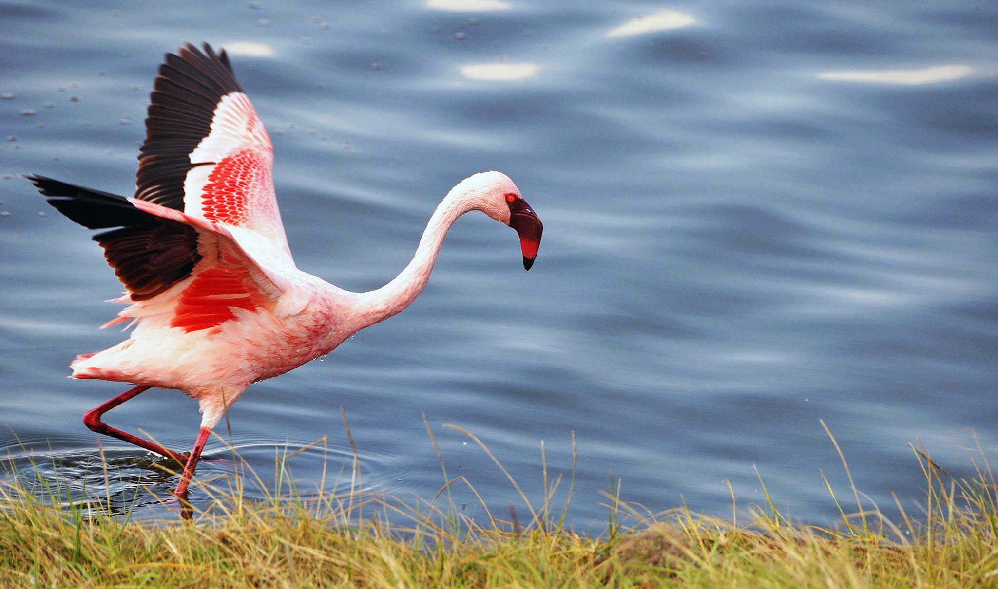Greater Flamingo