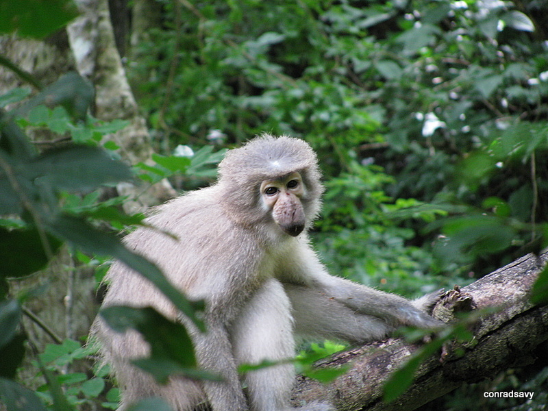 Sanje Mangabey