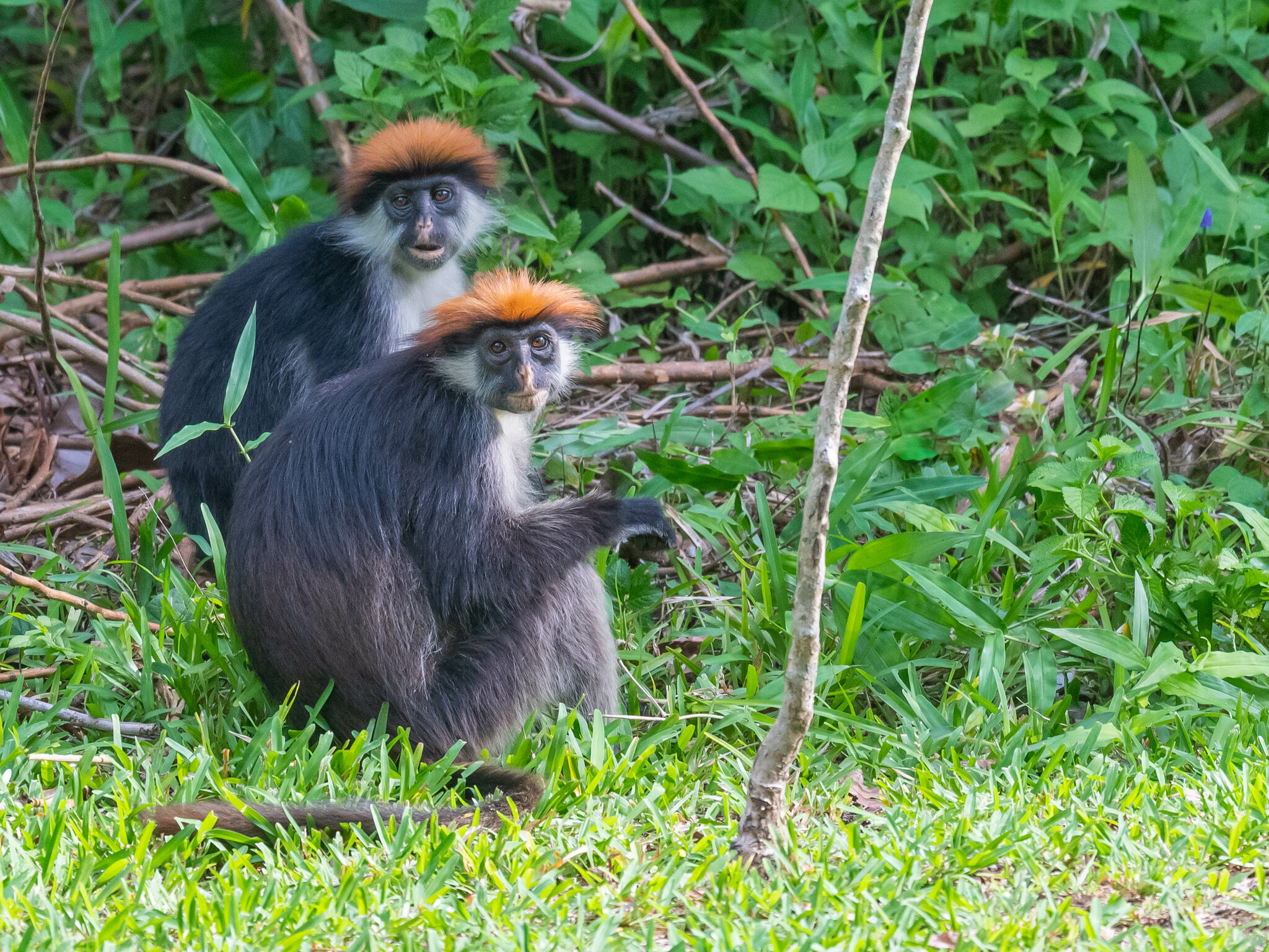 Udzungwa Red Colobus